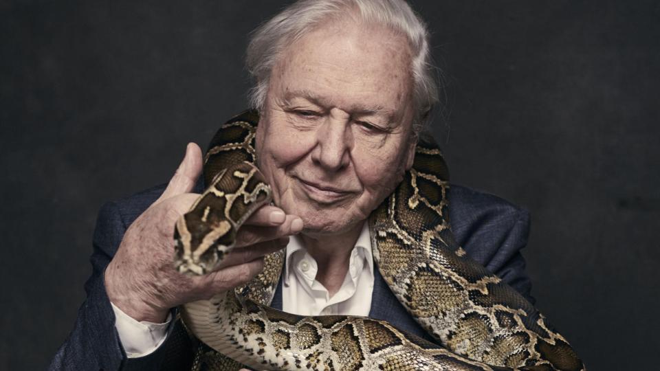 david-snakes